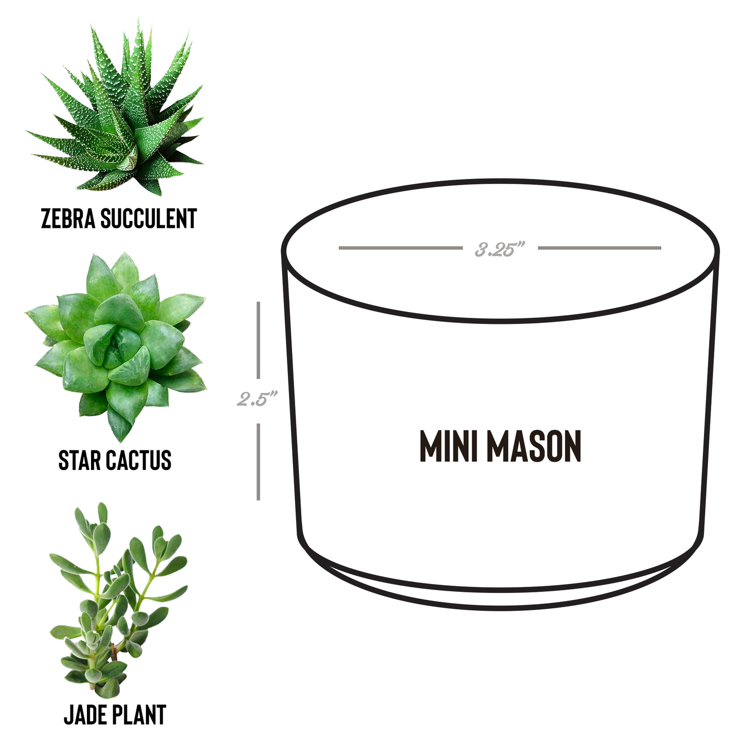 Insiders_Desk_Plant_Mason_Spec_Mockup.png