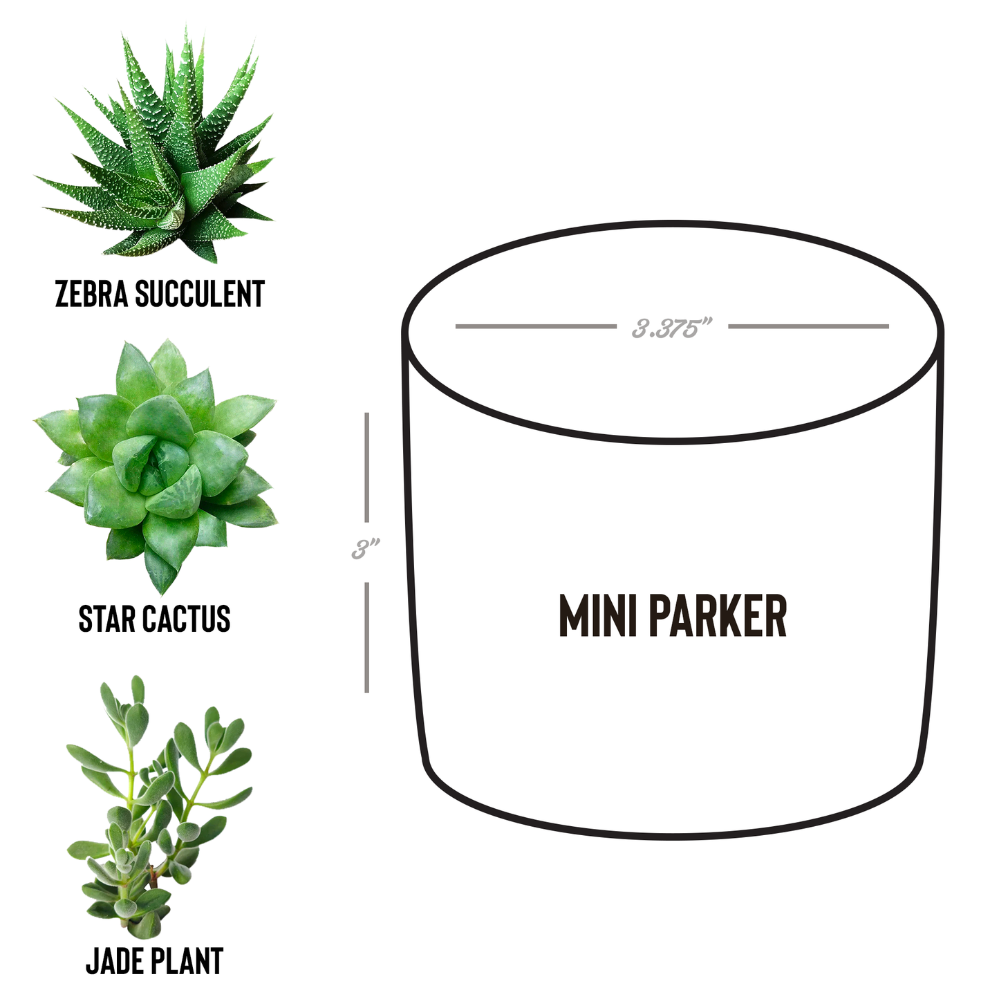Insiders_Desk_Plant_Parker_Spec_Mockup.png