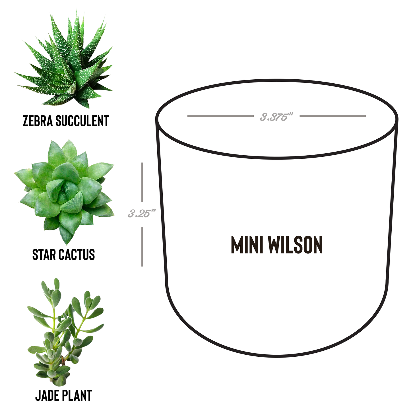 Insiders_Desk_Plant_Wilson_Spec_Mockup.png